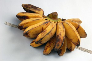 Banana Les bananes suivent deux routes.